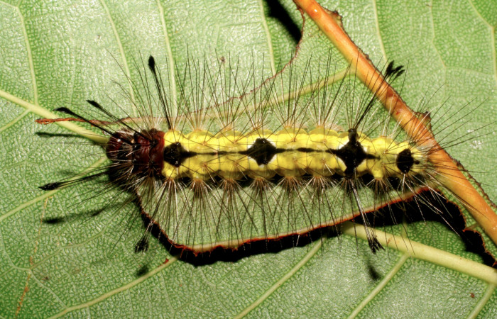 Fig. 9 Larva <i>Eucereon xanthura</i> (Erebidae) mide 43mm. Gallinazo, Sector Brasilia, 360 m, 06-SRNP-17308-DHJ411543.jpg
