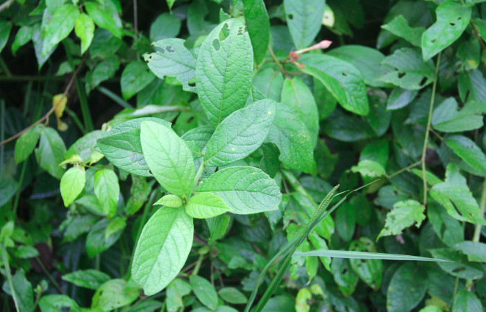 Fig.16. Planta hospedera de <i>Perigea agnonia</i>, <i>Lepidaploa tortuosa</i> (Asteraceae).