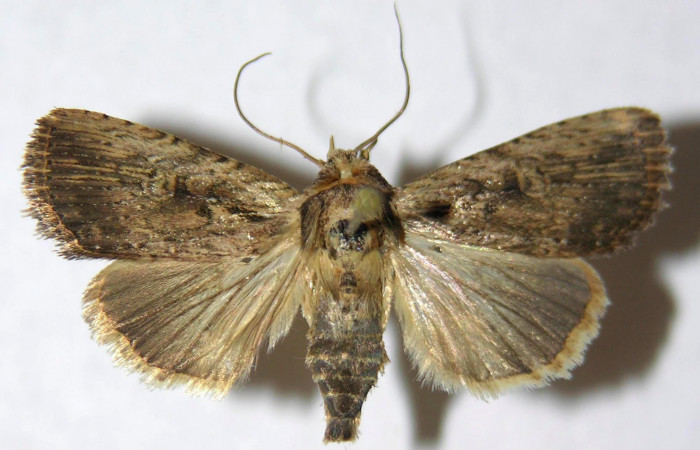 Fig.2. Adulto de <i>Perigea agnonia</i>. Macho 36mm de longitud vista dorsal. Voucher : 11-SRNP-44757-DHJ595131.jpg.