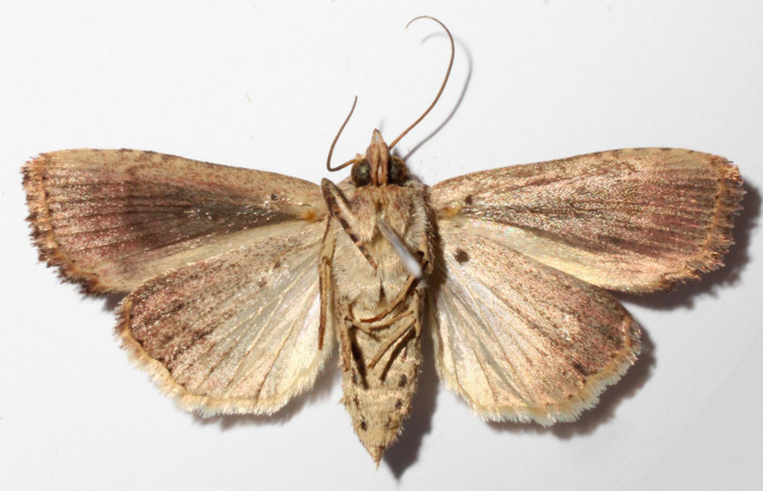 Fig.3. Adulto de <i>Perigea agnonia</i>. Hembra 35mm de longitud vista ventral. Voucher : 14-SRNP-80078-DHJ903593.jpg.