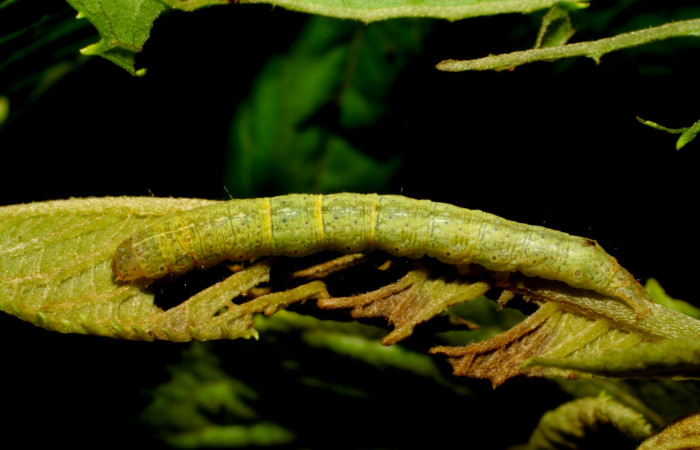 Fig.6. Larva de <i>Perigea agnonia</i>, penúltimo estadío. Mide 18mm de longitud. Voucher : 07-SRNP-30438-DHJ418556.jpg.
