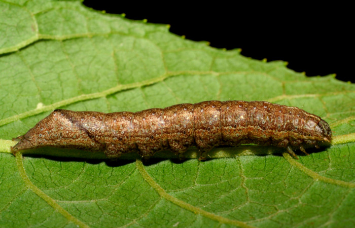 Fig.8. Larva de <i>Perigea agnonia</i>, en último estadío. Mide 37mm de longitud. Voucher : 07-SRNP-31655-DHJ419947.jpg.