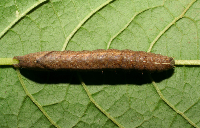 Fig.9. Larva de <i>Perigea agnonia</i>, en último estadío. Mide 37mm de longitud. Voucher : 07-SRNP-31655-DHJ419948.jpg.