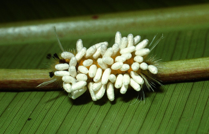 Fig. 15. Capullos vivos de <i>Cotesia</i> Whitfield27 adheridos a piel de <i>Lophocampa maroniensis</i> (Erebidae), hospedero que a un se encuentra vivo. (03-SRNP-11917-DHJ76024.jpg).