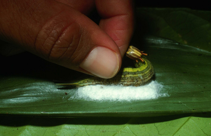 Fig. 17. Capullos de <i>Cotesia</i> Whitfield20 (Braconidae), y <i>Opsiphanes quiteria</i> (Nymphalidae), al momento de ser tocada reacciona en defensa de sus capullos. (03-SRNP-21155-DHJ78494.jpg).