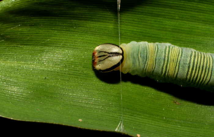 Fig. 8. <i>Psoralis</i> Janzen38 (Hesperiidae), larva último estadio. Area de Conservación Guanacaste, Sector Cacao, Sendero Cima. En esta imagen se puede observar la seda que ella misma produce y que pega de un lado a otro en la hoja de zacate, para hacer su casa. (06-SRNP-35200-DHJ413687.jpg).