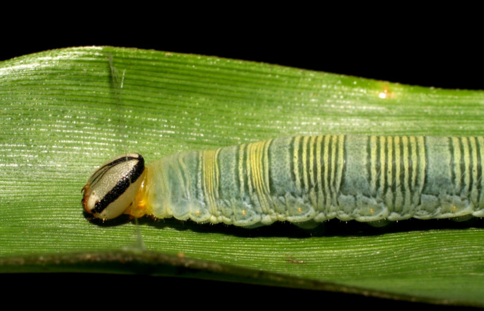Fig. 6. <i>Psoralis</i> Janzen38 (Hesperiidae), larva último estadio. Area de Conservación Guanacaste, Sector Cacao, Sendero Cima. Vista lateral de la cabeza. (06-SRNP-35200-DHJ413692.jpg).