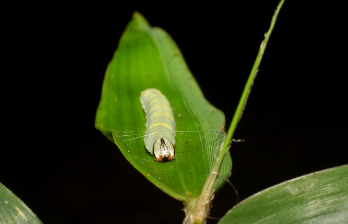 Fig. 9. <i>Psoralis</i> Janzen38 (Hesperiidae), larva último estadio. Area de Conservación Guanacaste, Sector Cacao, Sendero Cima. (06-SRNP-35200-DHJ413694.jpg).