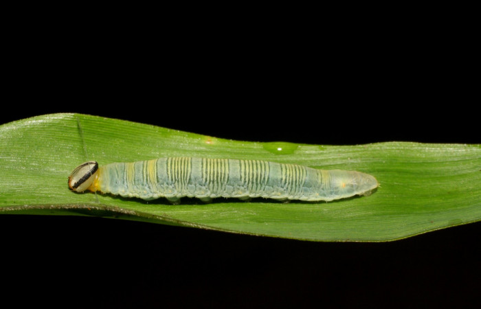 Fig. 5. <i>Psoralis</i> Janzen38 (Hesperiidae), larva último estadio. Area de Conservación Guanacaste, Sector Cacao, Sendero Cima. Vista lateral. (06-SRNP-35200-DHJ413695.jpg).