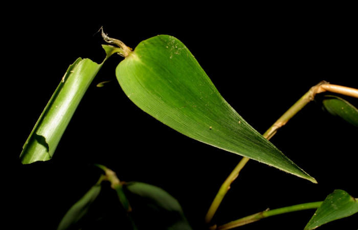 Fig. 4. hespJanzen01 Janzen38 (Hesperiidae), casita de larva, en <i>Rhipidocladum pittieri</i> (Poaceae). (06-SRNP-35223-DHJ413736.jpg).