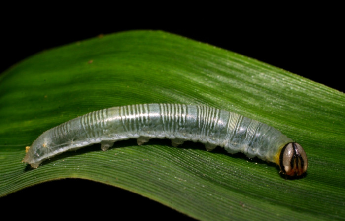 Fig. 10. <i>Psoralis</i> Janzen38 (Hesperiidae), larva penúltimo estadio. Area de Conservación Guanacaste, Sector Cacao, Sendero Cima. (07-SRNP-35026-DHJ418764.jpg).
