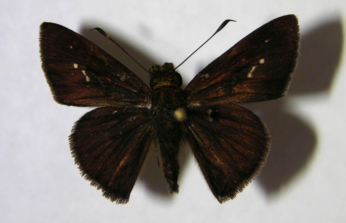 Fig. 1. <i>Psoralis</i> Janzen38 (Hesperiidae). Area de Conservación Guanacaste, Sector Cacao, Sendero Cima. Vista dorsal. (07-SRNP-35506-DHJ369424).