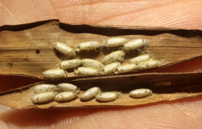 Fig. 13. Capullos ya eclosionados de <i>Cotesia</i> Whitfield03 (Braconidae). (13-SRNP-79724-DHJ804747.jpg).