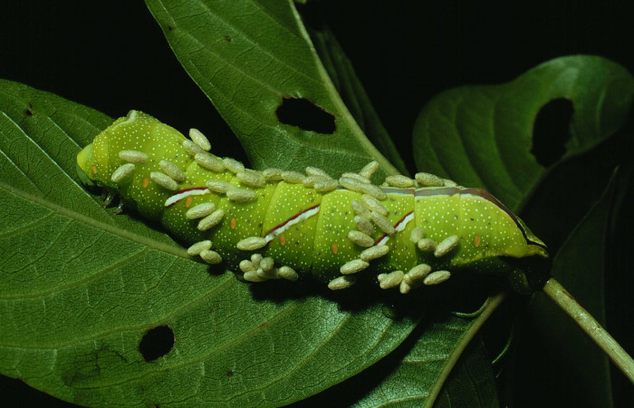 Fig. 14. Capullos vivos de <i>Cotesia</i> Whitfield26, adheridos a piel de <i>Caio championi</i> (Saturniidae), hospedero que a un se encuentra vivo. (90-SRNP-1102-DHJ12705.jpg).