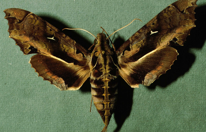 Fig. 03. Hembra de <i>Hemeroplanes ornatus</i> (Sphingidae), vista dorsal, 95mm longitud. Voucher: INBIOCRI002793206.jpg.