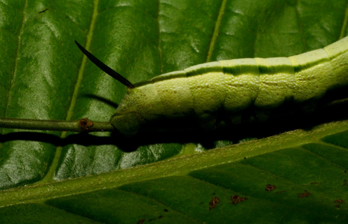 Fig. 05. Larva de <i>Hemeroplanes ornatus</i> (Sphingidae), vista dorsal trasero, penúltimo estadío, 40mm longitud. Voucher: 09-SRNP-73021-DHJ465631.jpg.