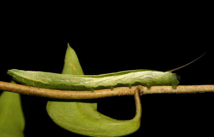 Fig. 07. Larva de <i>Hemeroplanes ornatus</i> (Sphingidae), vista lateral, penúltimo estadío, 40mm longitud. Voucher: 10-SRNP-43768-DHJ478473.jpg.
