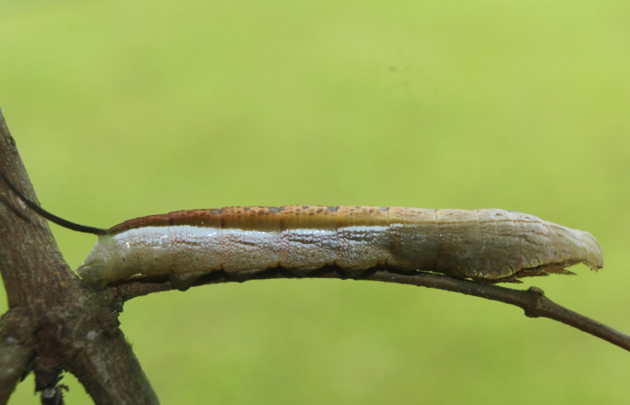 Fig. 10. Larva de <i>Hemeroplanes ornatus</i> (Sphingidae), vista lateral, penúltimo estadío, 40mm longitud. Voucher: 15-SRNP-71192-DHJ727597.jpg.