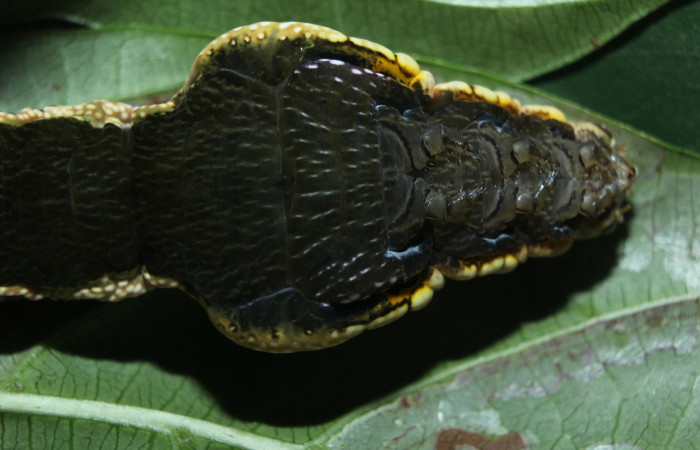 Fig. 15. Larva de <i>Hemeroplanes ornatus</i> (Sphingidae), vista ventral torax, último estadío, 76mm longitud. Voucher: 15-SRNP-71192-DHJ727616.jpg