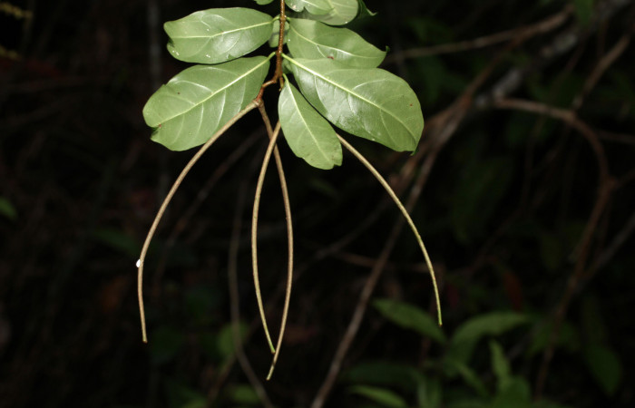 Fig. 18. Posición de los frutos de <i>Forsteronia spicata</i> planta hospedera de <i>Hemeroplanes ornatus</i>.


