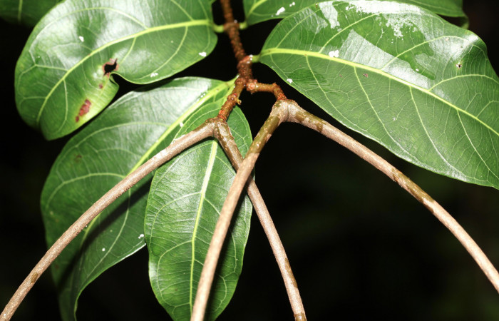 Fig. 19. Posición de los frutos de <i>Forsteronia spicata</i> planta hospedera de <i>Hemeroplanes ornatus</i>.