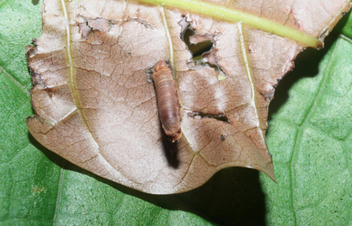 Fig. 11 Pupa de la larva <i>Paectes fuscescens</i>, adentro parásitos <i>Aleiodes</i> Janzen44 familia (Braconidae). Voucher: 11-SRNP-23167-DHJ492875.jpg.