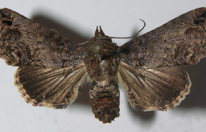 Fig.1 Adulto <i>Paectes fuscescens</i>, mostrando la parte dorsal. Voucher: 11-SRNP-23017-DHJ557002.