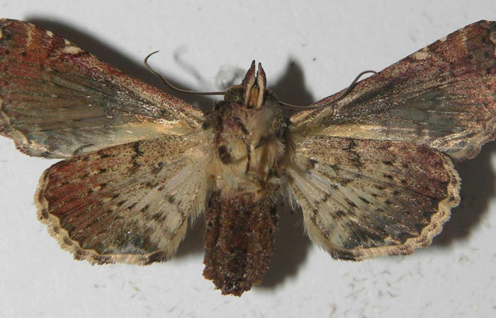 Fig.2 Adulto <i>Paectes fuscescens</i>, mostrando la parte ventral. Voucher: 11-SRNP-23017-DHJ557003.