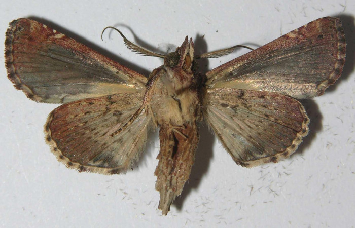 Fig.4 Adulto <i>Paectes fuscescens</i>, mostrando la parte ventral. Voucher: 11-SRNP-23093-DHJ556985.