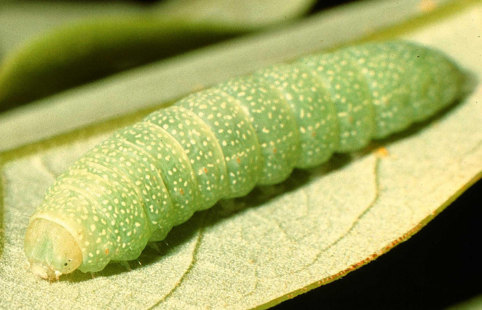 Fig. 9 Larva <i>Paectes nubifera</i>, en <i>Quercus oleoides</i> mostrando la parte dorsal entero. Voucher: 95-SRNP-6026-DHJ23853.jpg.