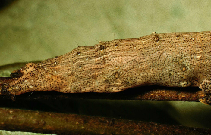 Fig.12 Vista trasera de <i>Acanthodica sinuilinea</i>  (Erebidae), se colectó 23 julio 1998, Sector Pailas, 785mts(98-SRNP-10444-DHJ47059.jpg).