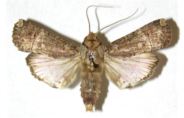 Fig.2 Vista dorsal, macho <i>Acanthodica albiplena</i> (Erebidae), eclosionó 21 Febrero 1995, Sector Cacao, Estación Gongora, 570mts (95-SRNP-206-DHJ312912.jpg).