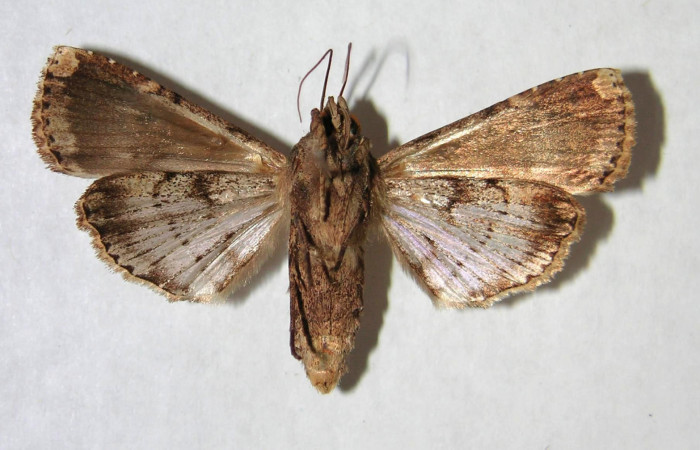 Fig.4 Vista ventral, macho <i>Acanthodica sinuilinea</i> (Erebidae), eclosionó 24 Diciembre 1995, Sector Santa Rosa, Bosque Húmedo, 290mts(95-SRNP-11160-DHJ365479.jpg).
