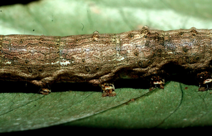 Fig.7 Detalle parte  central, <i>Acanthodica albiplena</i> (Erebidae), se colectó 15 junio 2009, Sector Pailas, Sendero Fumarolas, 785mts.(09-SRNP-56485-DHJ457047.jpg).