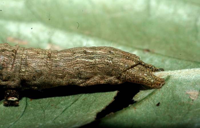 Fig.8 Vista trasera de <i>Acanthodica albiplena</i> (Erebidae) se colectó 15 junio 2009, Sector Pailas, Sendero Fumarolas, 785mts.(09-SRNP-56485-DHJ457046.jpg).