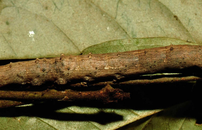 Fig.9 Vista lateral de <i>Acanthodica sinuilinea</i>  (Erebidae), se colectó 23 julio 1998, Sector Pailas, Estación Pailas, 785mts. (98-SRNP-10444-DHJ47068.jpg).