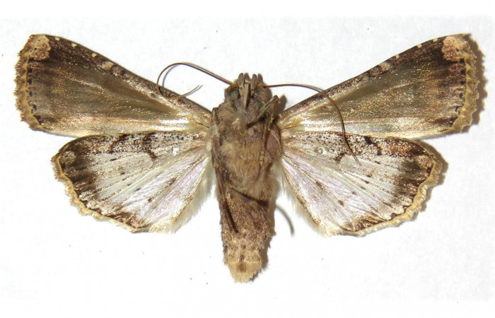 Fig.1 Vista ventral, macho <i>Acanthodica albiplena</i> (Erebidae), eclosionó 11 Febrero 1995, Sector Santa Rosa, Bosque Húmedo, 290mts. (95-SRNP-181-DHJ312931.jpg).
