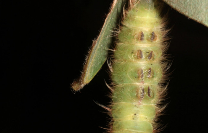Fig 11 . Prepupa Vista ventral <i>Morpho helenor</i> (Nymphalidae) Bosque Húmedo Sector Santa Rosa 290m. 12-SRNP-12003-DHJ497896.