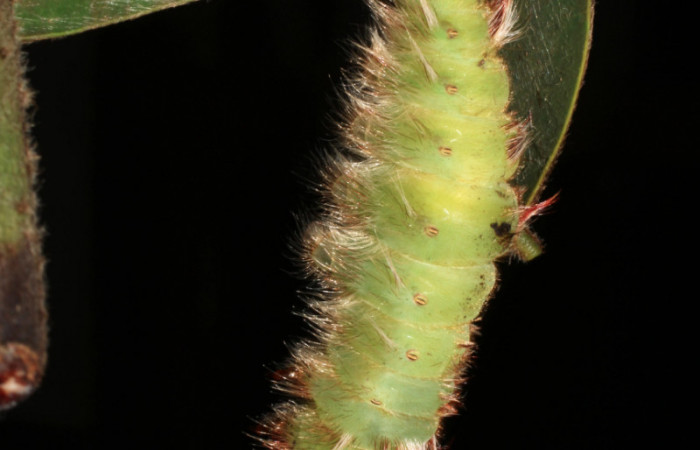 Fig 12 . Prepupa Vista dorsal <i>Morpho helenor</i> (Nymphalidae) Bosque Humedo Sector Santa Rosa 290m. 12-SRNP-12003-DHJ497897.