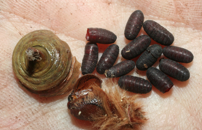 Fig 15 . Parasitos de Tachinidae <i>Morpho helenor</i>(Nymphalidae)  mide 98mm. Vado Huacas Sector Mundo Nuevo 490m. 08-SRNP-55392-DHJ462542.