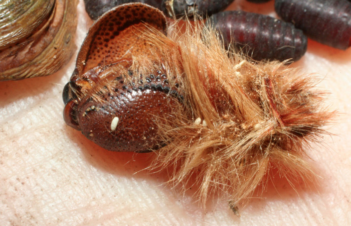 Fig. 16 Parasitos de Tachinidae <i>Morpho helenor</i>(Nymphalidae) mide 98mm Vado Huacas Sector Mundo Nuevo 490m. 08-SRNP-55392-DHJ462544.