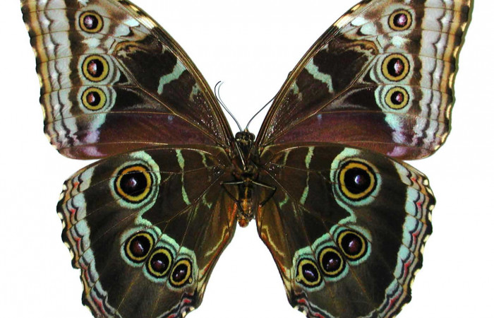 Fig 2. Vista ventral hembra <i>Morpho helenor</i>(Nymphalidae) mide 98mm. Sendero Toma Agua, Sector Cacao, 1140m. 98-SRNP-3337-DHJ35111.