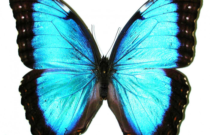 Fig 3. Vista dorsal macho <i>Morpho helenor</i> (Nymphalidae) mide 98mm Sendero Nayo Sector Cacao 1140m. 97-SRNP-1574-DHJ35112.