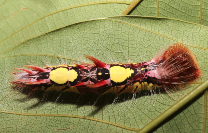 Fig 5 . larva dorsal enteral <i>Morpho helenor</i> (Nymphalidae) mide 98mm Quebrada Aserradero Sector Pocosol 160m.  94-SRNP-117 -DHJ26876.