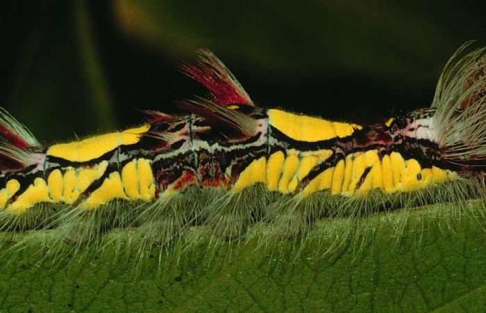 Fig 6 . Vista lateral entera <i>Morpho helenor</i> (Nymphalidae) mide 98mm Quebrada Aserradero Sector Pocosol 160m. 94-SRNP-117-DHJ26877.