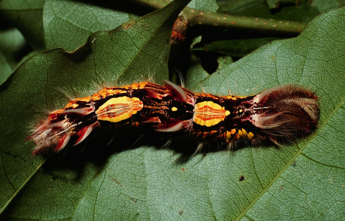 Fig 7 . Larva Vista dorsal <i>Morpho helenor</i> Nymphalidae)  Sitio San Geronimo Sector San Cristobal 680m. 01-SRNP-3994-DHJ62556.