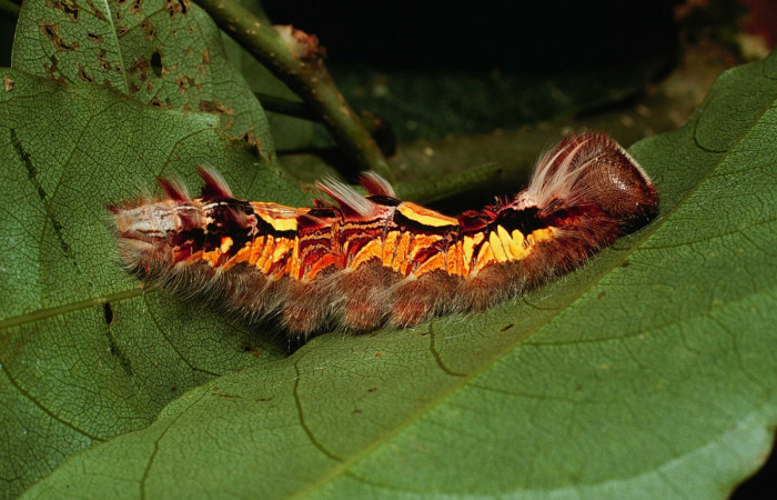 Fig 8 . Larva Vista dorsal <i>Morpho helenor</i> (Nymphalidae) Sitio San Geronimo Sector San Cristobal 680m. 01-SRNP-3994-DHJ62557.