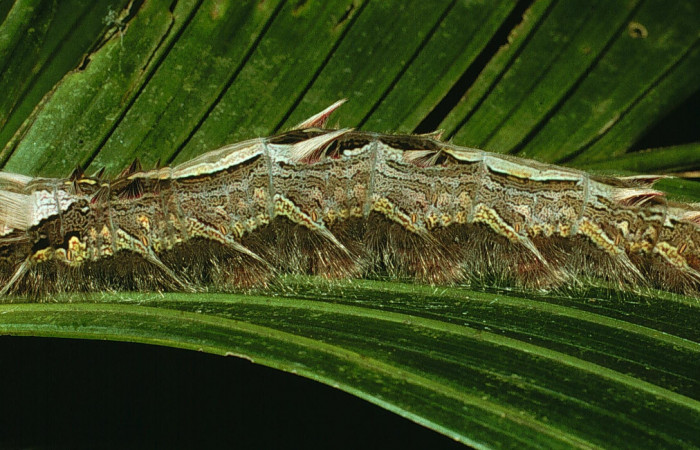 Fig 9 . Vista diagonal <i>Morpho helenor</i> (Nymphalidae) mide 98mm Sendero Ponderosa Sector Cacao 1060m. 03-SRNP-3015-DHJ71970.