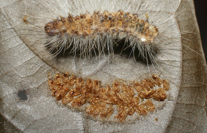 Figura 10. Larva <i>Euglyphis jessiehillae</i> (Lasiocampidae), vista parásitos <i>Euplectrus josefernandezi</i> (Eulophidae), localidad Sendero Pinyal, Sector San Cristóbal ACG (630m). Voucher: 06-SRNP-4798-DHJ420816.jpg.