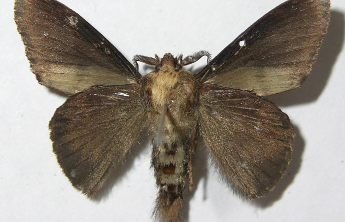 Figura 7. Adulto de <i>Euglyphis jessiehillae</i> (Lasiocampidae), macho vista ventral, localidad Vado Agria, Sector Mundo Nuevo ACG (560m). Voucher: 08-SRNP-57379-DHJ501349.jpg.